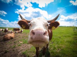 Cattle-Cow-ukraine_2001