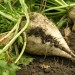 Sugar beet