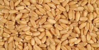 Wheat