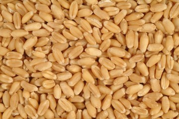 Wheat